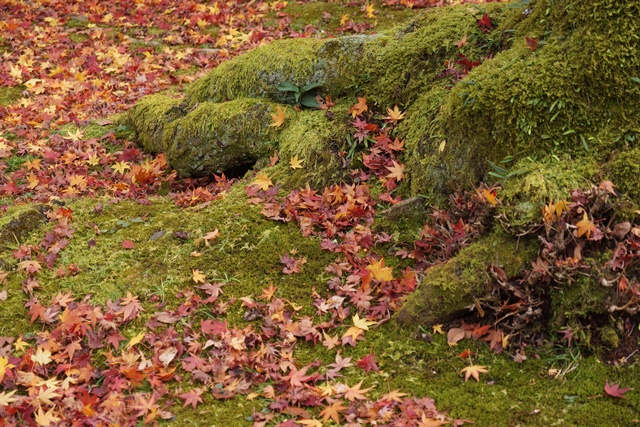 日本一綺麗な紅葉　東福寺、東福寺の紅葉、子供手当はいらない支援体制が必要②_d0181492_1522821.jpg