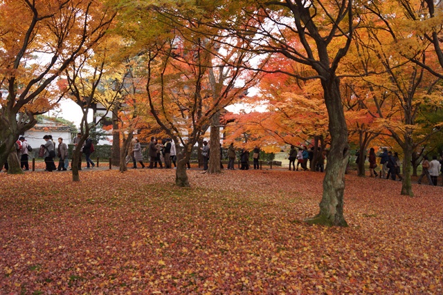 日本一綺麗な紅葉　東福寺、東福寺の紅葉、子供手当はいらない支援体制が必要②_d0181492_15242992.jpg