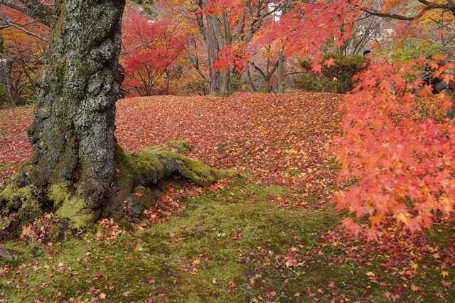 日本一綺麗な紅葉　東福寺、東福寺の紅葉、子供手当はいらない支援体制が必要②_d0181492_1524479.jpg