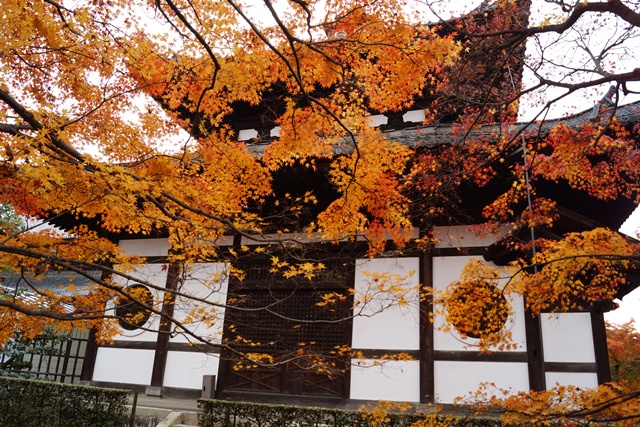 日本一綺麗な紅葉　東福寺、東福寺の紅葉、子供手当はいらない支援体制が必要②_d0181492_1526786.jpg