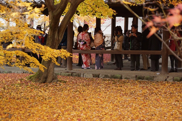 日本一綺麗な紅葉　東福寺、東福寺の紅葉、子供手当はいらない支援体制が必要②_d0181492_1528123.jpg