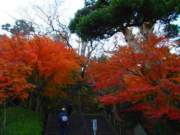 鎌倉☆1day trip②　～長谷寺で紅葉を愛でる♪～_c0199098_22214656.jpg