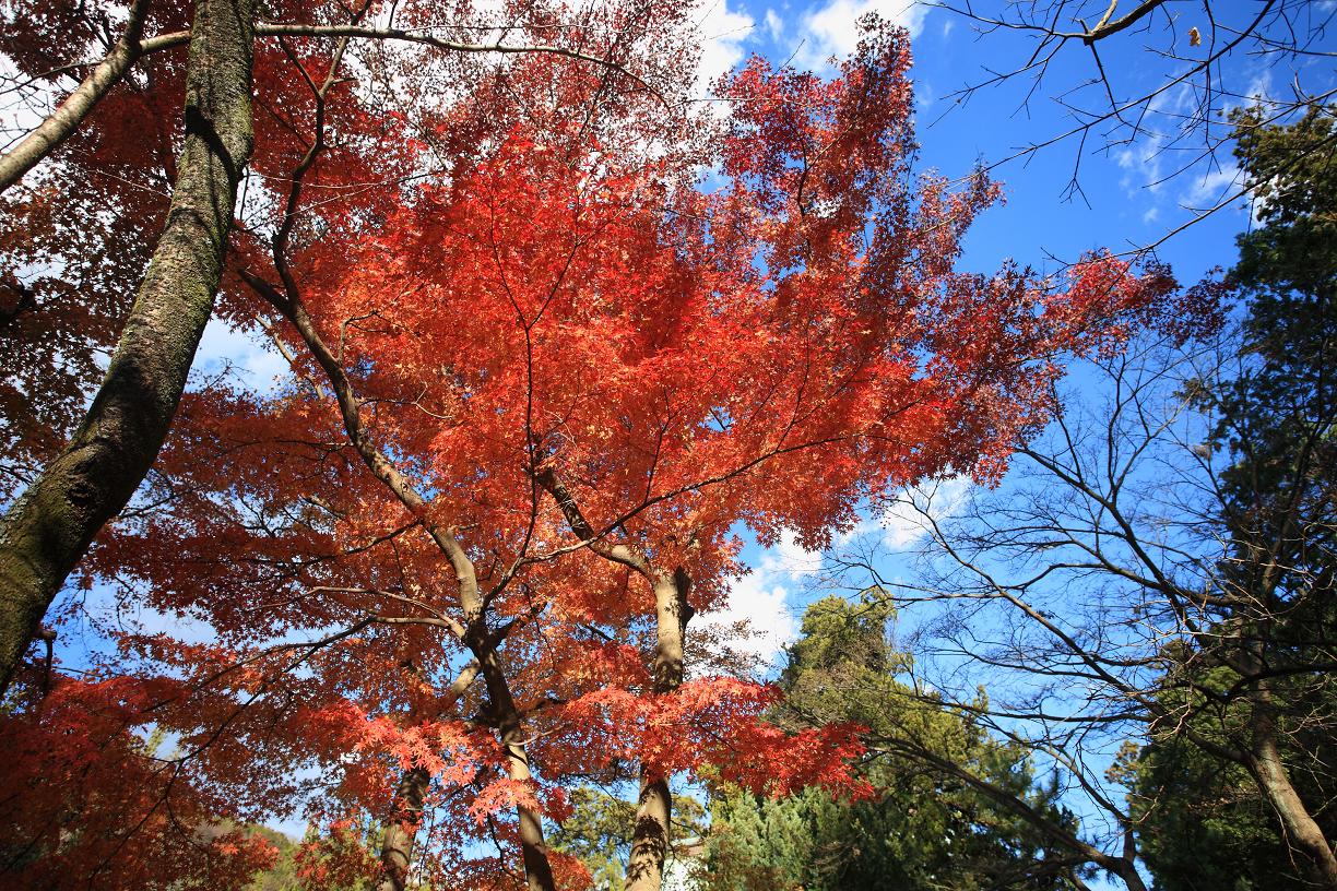 古都 / 紅葉_a0114001_2393091.jpg