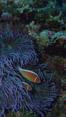 a0201201_18115443.png