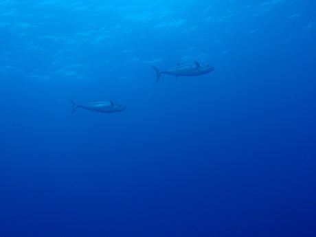 a0201201_18231686.jpg