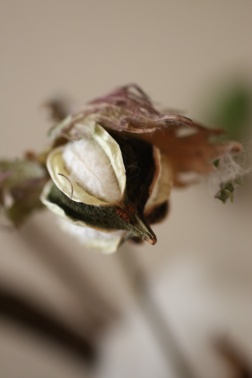 c0178104_145541100.jpg