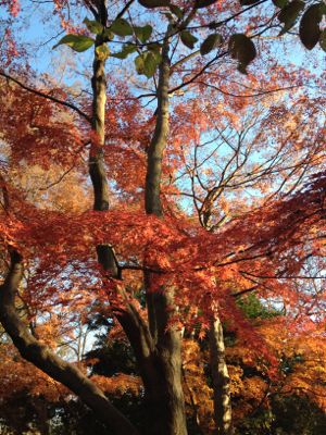 井の頭自然文化園とマトリョミンコンサート_c0089310_17171658.jpg