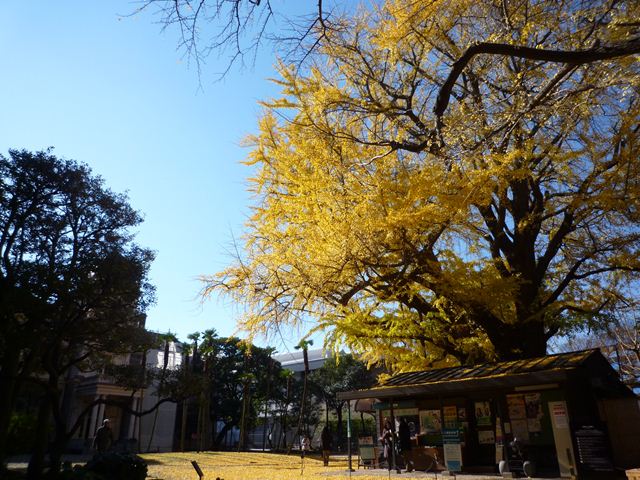念願の旧岩崎邸_f0207410_16111729.jpg