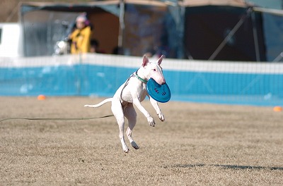 1年ブリーのK9＠野田参戦！_e0121418_22454350.jpg