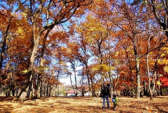 ラスト紅葉2012_d0083623_0233815.jpg