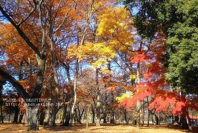 ラスト紅葉2012_d0083623_0235279.jpg