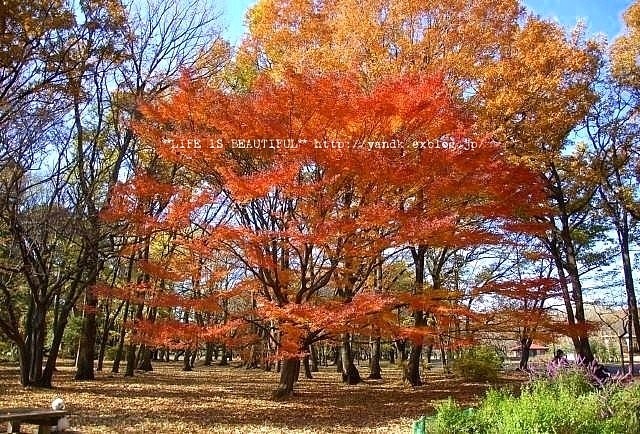 ラスト紅葉2012_d0083623_026214.jpg