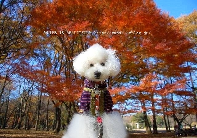 ラスト紅葉2012_d0083623_0283639.jpg