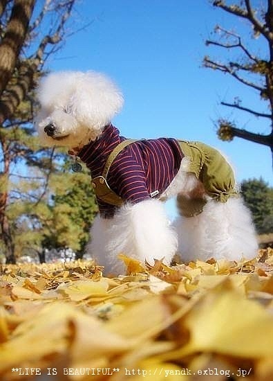 ラスト紅葉2012_d0083623_0322289.jpg