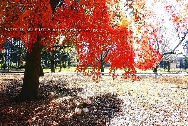 ラスト紅葉2012_d0083623_0382559.jpg