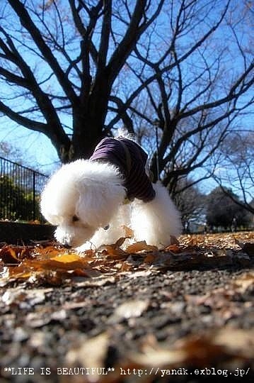 ラスト紅葉2012_d0083623_0383881.jpg