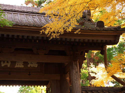 紅葉の北鎌倉（円覚寺）_b0093625_10152062.jpg