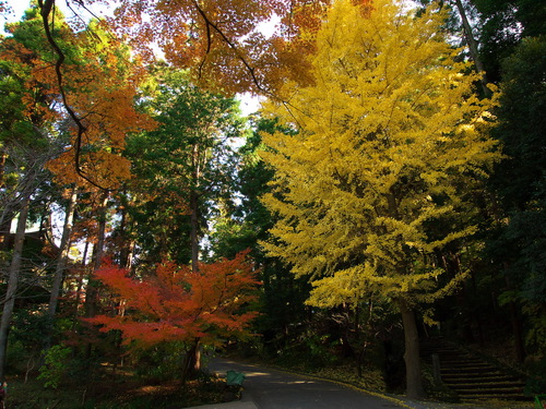 紅葉の北鎌倉（円覚寺）_b0093625_10221463.jpg