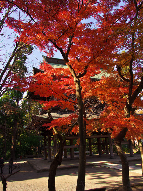 紅葉の北鎌倉（円覚寺）_b0093625_10321452.jpg