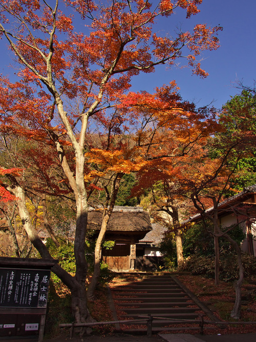 紅葉の北鎌倉（円覚寺）_b0093625_11231695.jpg