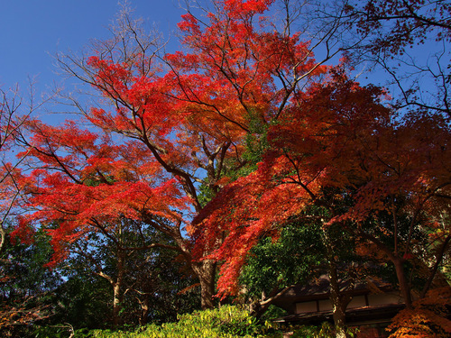 紅葉の北鎌倉（円覚寺）_b0093625_11235044.jpg