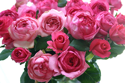 薔薇のエネルギー_e0243332_7412290.jpg