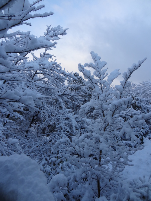 雪の朝　　Snow in the morning_a0250338_747546.jpg