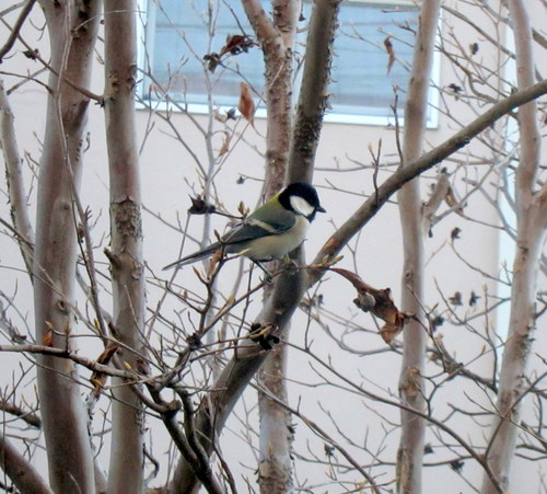 b0178339_14262743.jpg