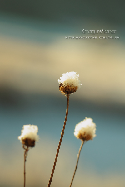 Winter scenery~待ち焦がれた朝**_b0197639_2048368.jpg