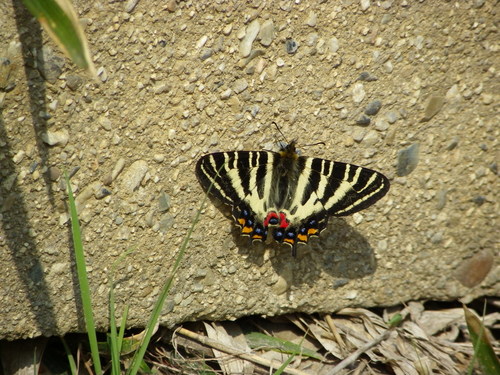 ギフチョウ　カテゴリー編_d0254540_18291961.jpg