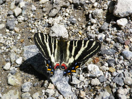 ギフチョウ カテゴリー編_d0254540_18323689.jpg