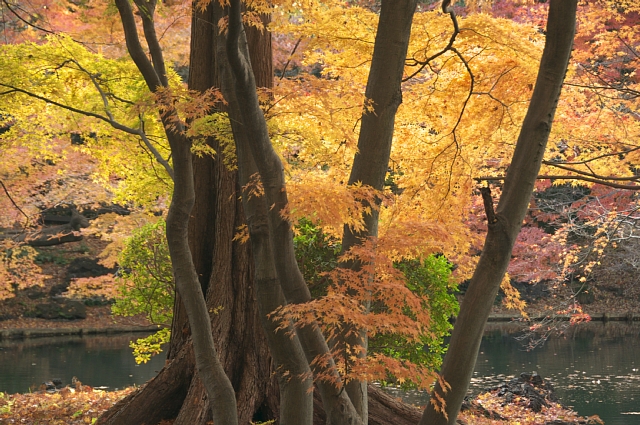 晩秋の新宿御苑　紅葉散歩_b0122448_2061390.jpg