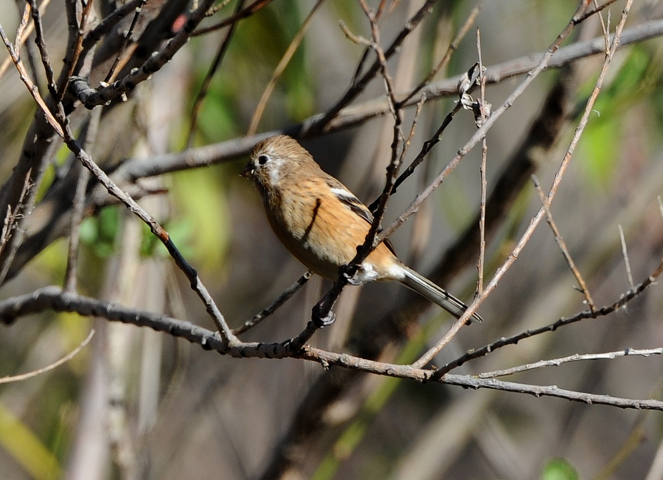 今日撮り野鳥_c0205858_16373024.jpg