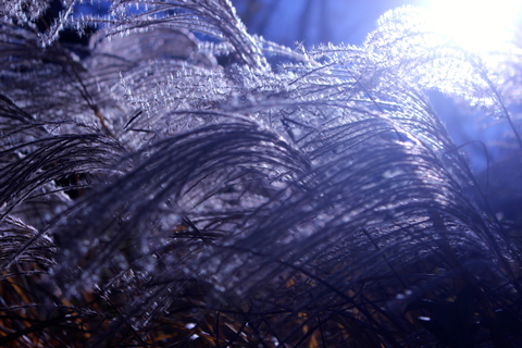 a0248459_22315280.jpg