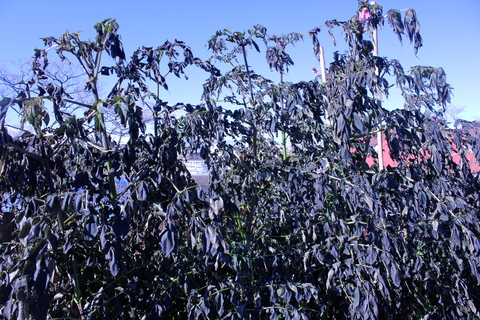 a0248459_22352813.jpg