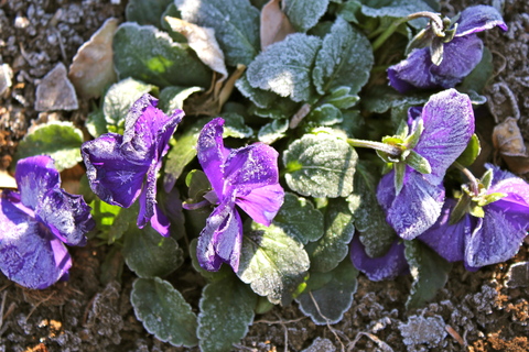 a0248459_4135168.jpg