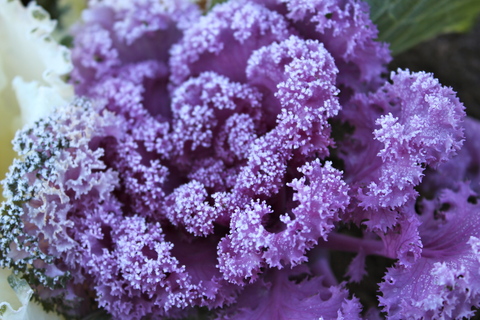 a0248459_4151845.jpg
