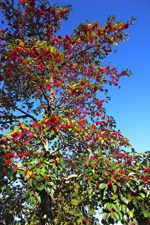 a0248459_417950.jpg
