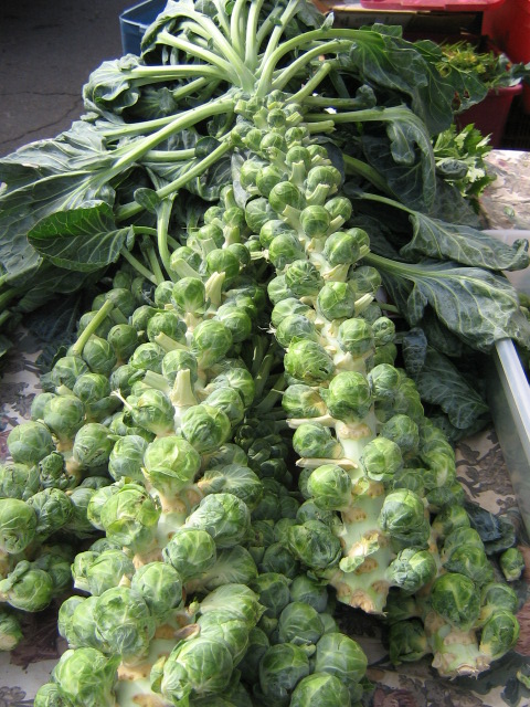 Brussel sprouts 　芽キャベツ_f0112080_9555312.jpg