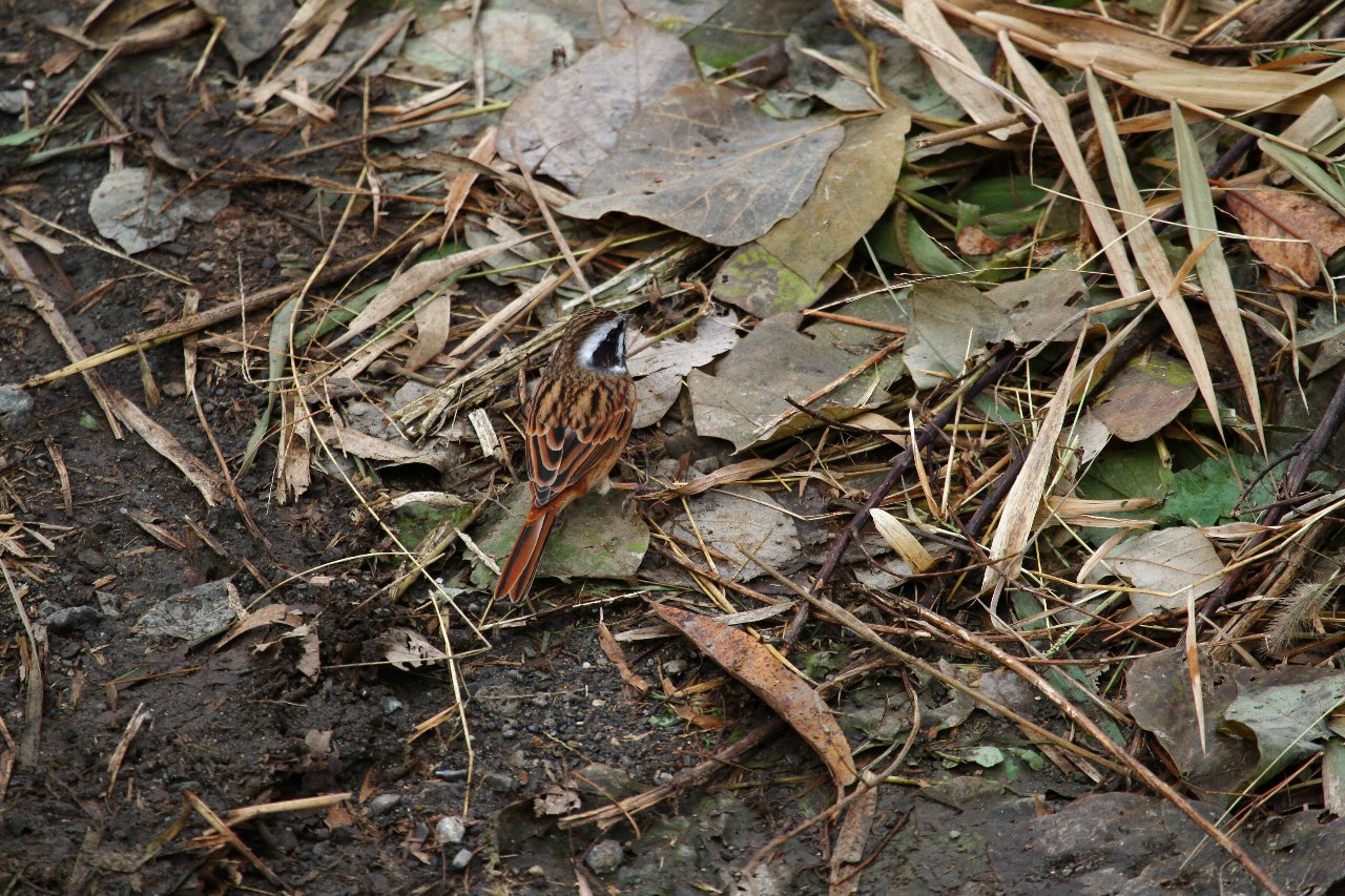 e0167295_7444314.jpg