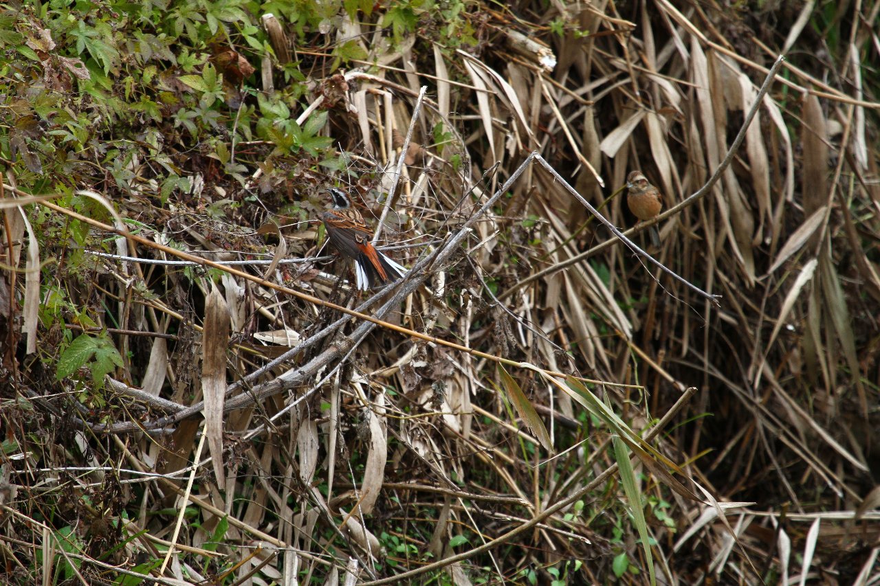 e0167295_7451145.jpg