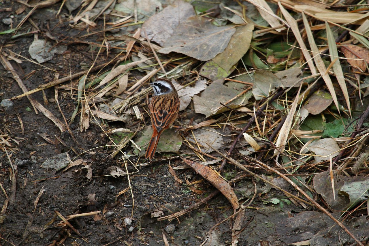 e0167295_745255.jpg
