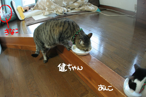 イナバのカレー缶!_d0071596_22342160.jpg