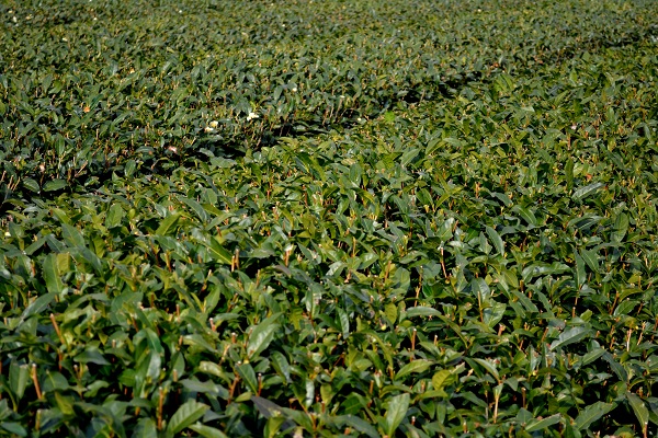 c0119197_956660.jpg