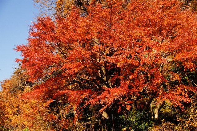 鎌倉　明月院の紅葉が見頃でした_b0145398_0364650.jpg