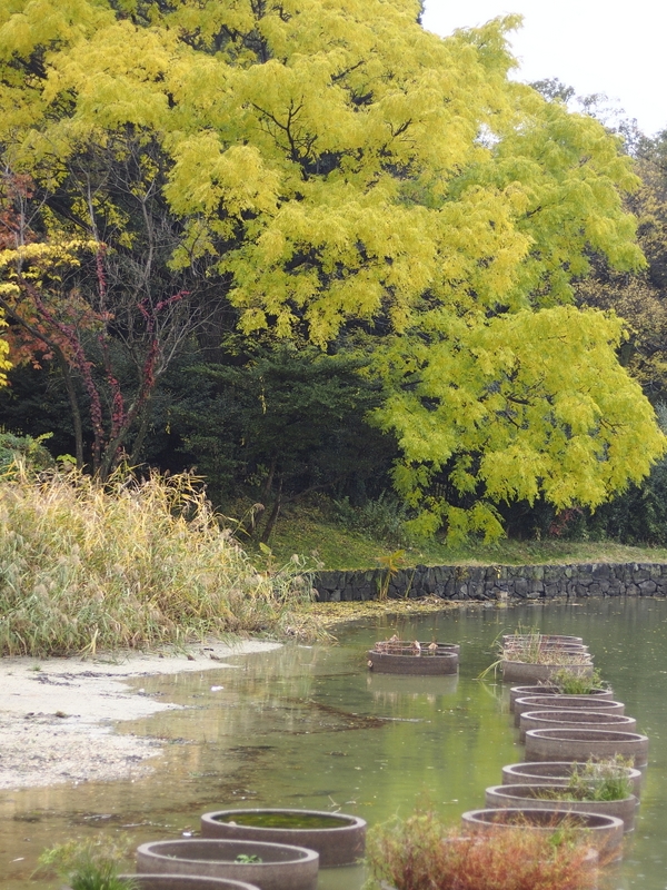 雨の公園 ～ 山田池公園④_b0138101_21193184.jpg