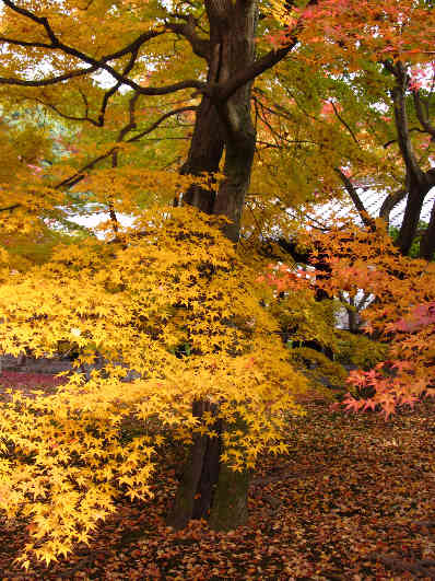 京の旅　東福寺　編　その4_d0154609_1141325.jpg