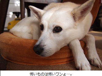 真夜中の逃走劇_c0182012_15324553.jpg
