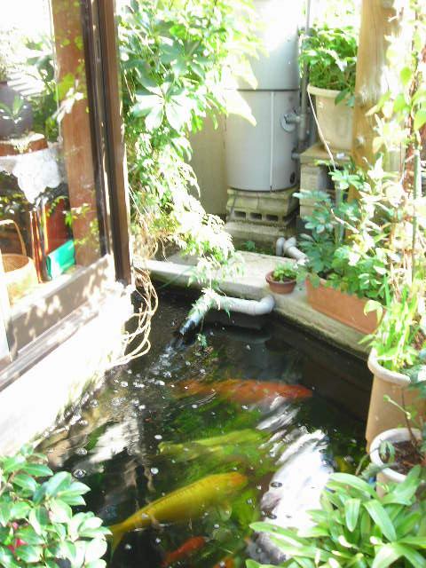 錦鯉の池を視てきました カワセミ工房 鎌倉 旧絵手紙いろは印