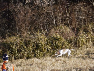 猟野競技会！見学！_a0252323_0175485.jpg